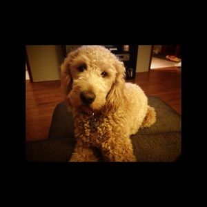 Meet your Posher, Caitlin